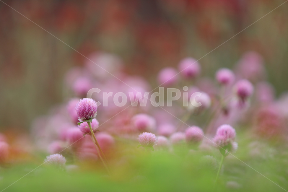 꽃,핑크색,올망졸망,가을꽃,야생화,식물,자연,plants,nature,꽃,flower
