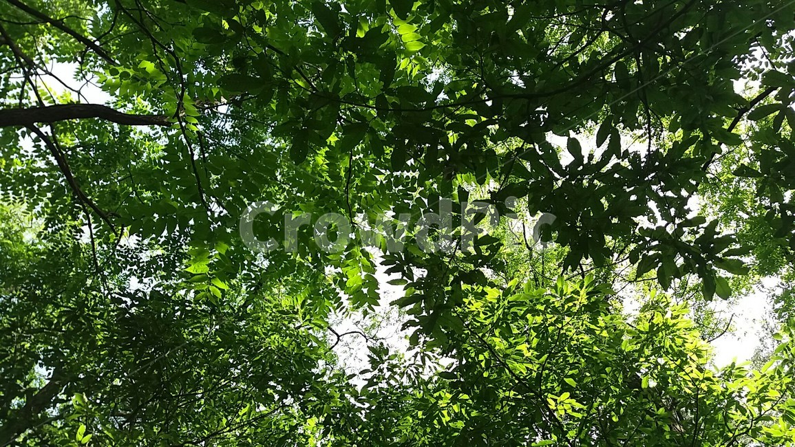 산책길,등산길,햇살,숲,하늘