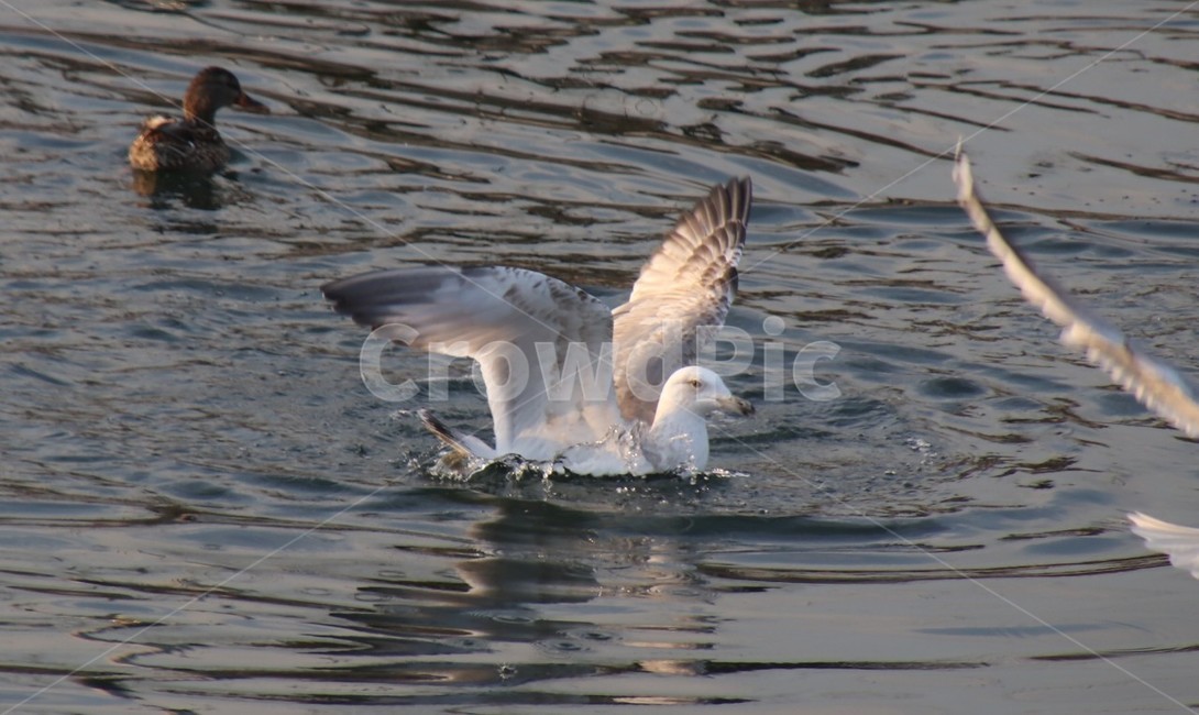 조류,새,갈매기,바다,항구,동물,animal,조류,새,birds