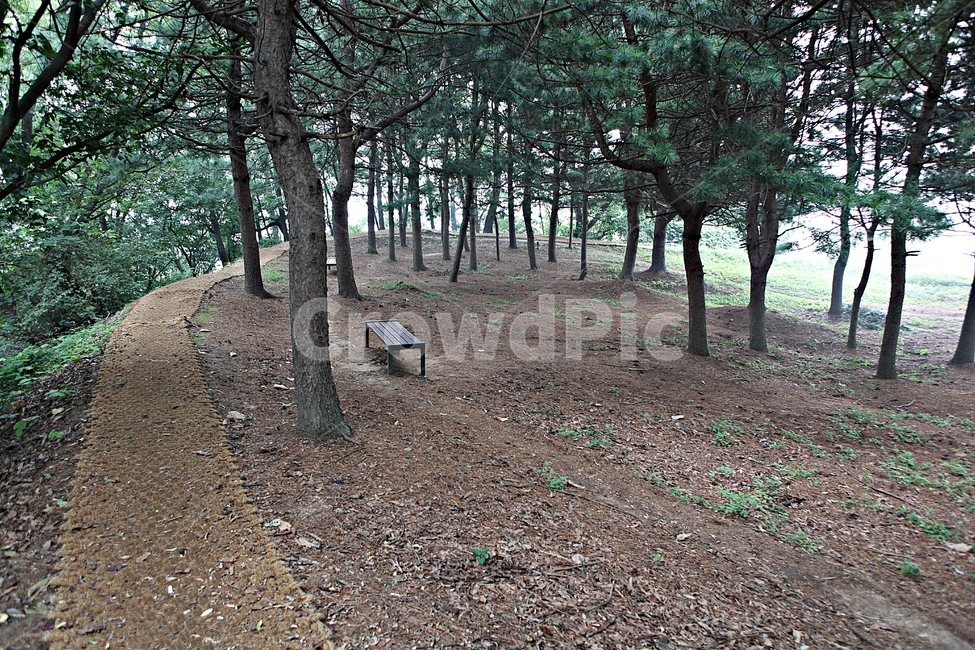 오솔길,길,둘레길,숲,숲길,식물,나무,풍경,여름,자연,풍경,nature,landscape,ground,바닥,tree,plant,tree trunk,나무 줄기,bench,벤치