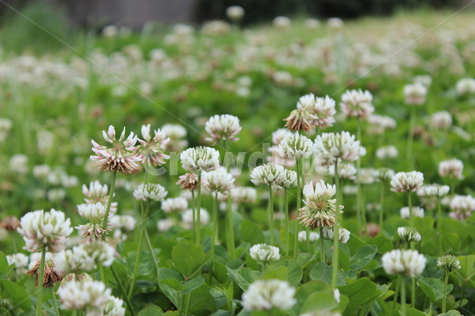 들판,클로버꽃,세잎클로버,네잎클로버,꽃,식물,자연,plants,nature,꽃,flower