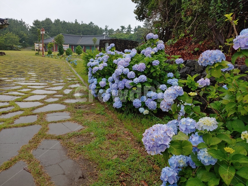 수국,초록,풍경,돌길,산책길,flower,summer,아름다운,예쁜,beautiful,pretty