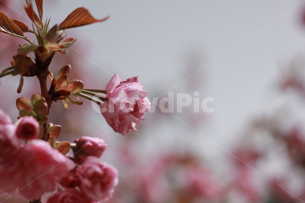 봄,겹벚꽃,벚꽃,분홍,피크,꽃,꽃봉우리,핑크빛,데이트,꽃놀이,봄,계절,spring,season,식물,자연,plants,nature,꽃,flower,plant