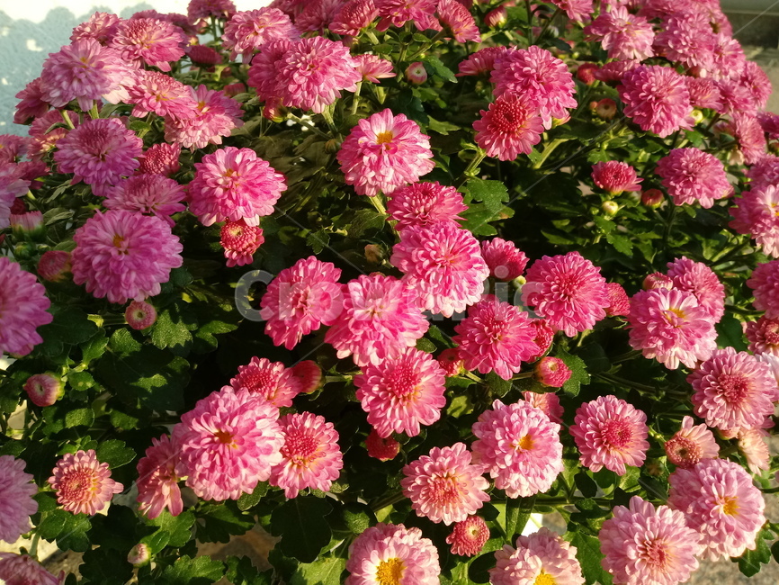 국화,꽃,plant,식물,flower,다년생초본식물,오상고절,관상식물,소국,식물,자연,plants,nature,꽃,flower