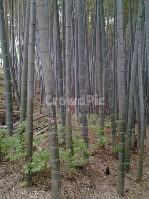 plant,식물,bamboo,대나무,자연,nature,자연,풍경,nature,landscape