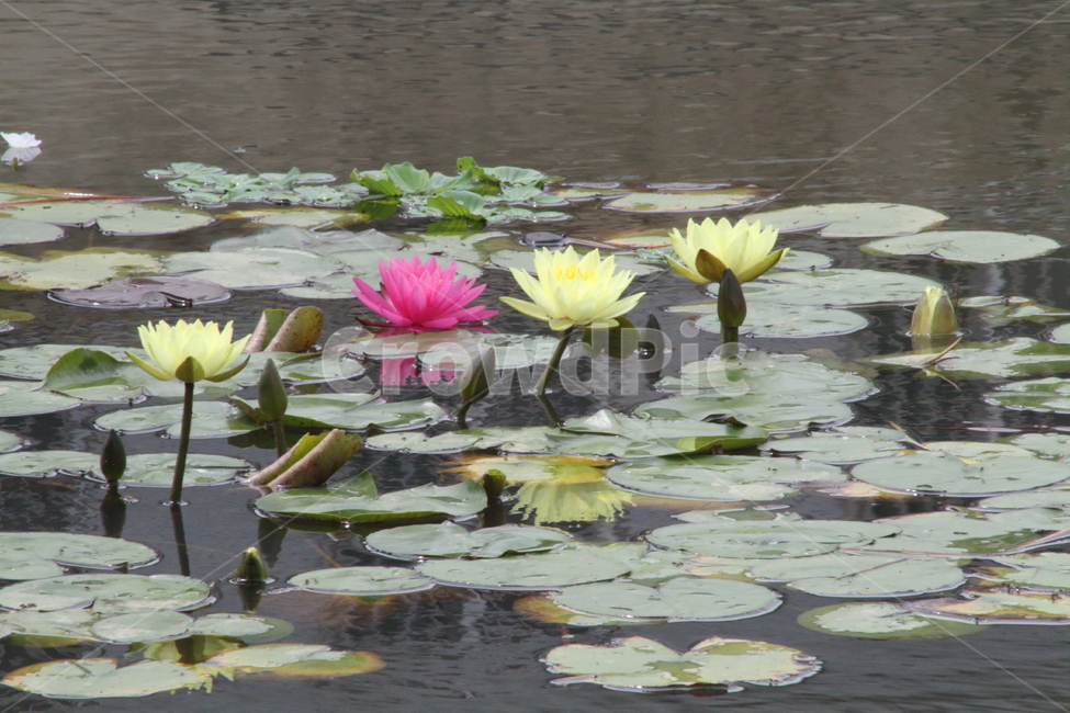 연,수련,수생식물,꽃,waterlily,식물,자연,plants,nature,꽃,flower
