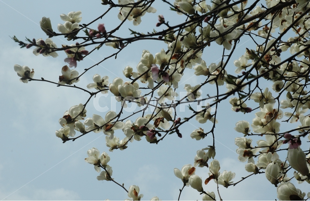 목련,백목련,kobusmagnolia,토종목련,꽃,식물,자연,plants,nature,꽃,flower
