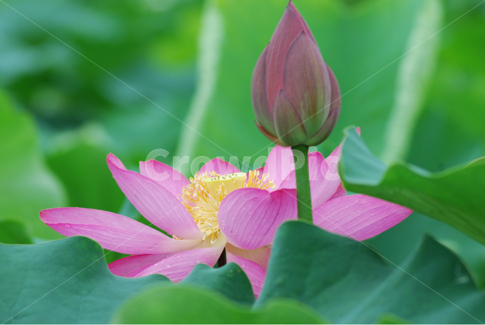 관곡지,시흥연꽃테마파크,연술,연꽃,연잎,식물,자연,plants,nature,꽃,flower
