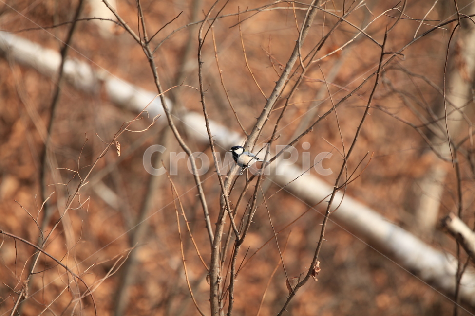 새,bird,동물,animal,조류,야생조류