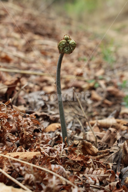 고사리,산,야생,식물,괴상함,식물,자연,plants,nature