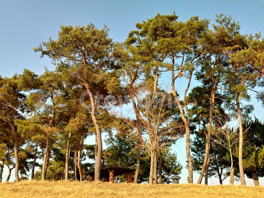 나무,식물,tree,plant,소나무,적송,잎,줄기,식물,자연,plants,nature,나무,trees,wood