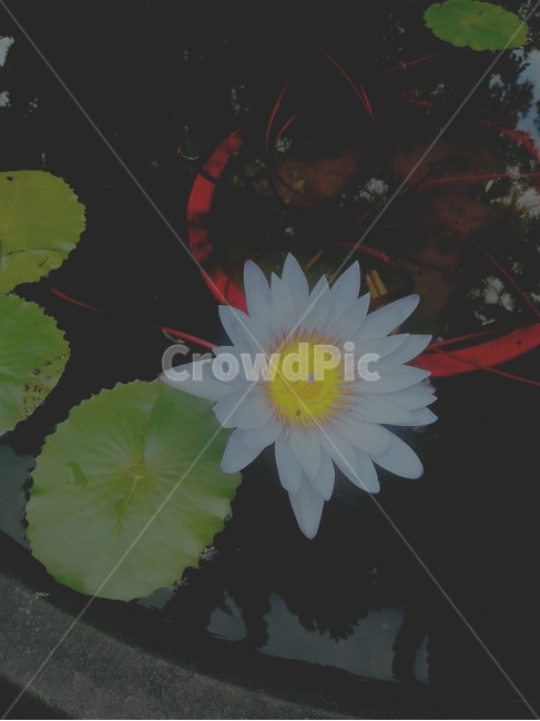 수생식물,물가,꽃,비침,고요,꽃,flower
