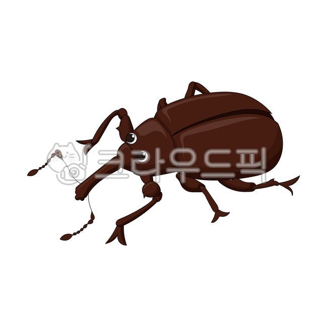 동물,절지류,곤충,바구미,딱정벌레,장수풍뎅이,사슴벌레,더듬이,뿔,쌀바구미,갈색,브라운,버그,벡터,일러스트,클립아트,디자인,그래픽,테마,귀여운