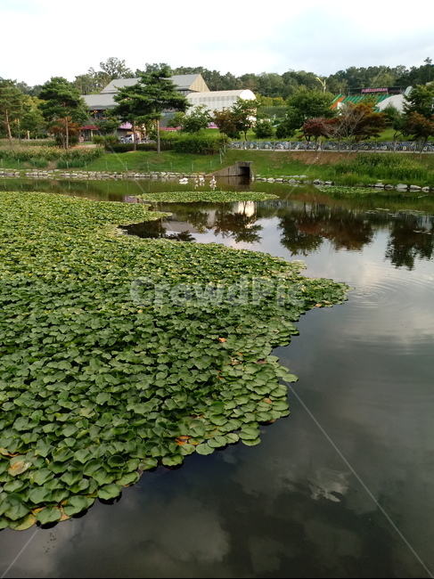 수련,자우련,수생식물,꽃,flower,plant,waterlily,자연,풍경,nature,landscape,water,물,outdoors,옥외,land,땅