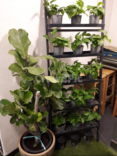 다육,녹색,식물,화분,가꾸기,plant