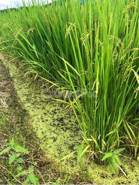 벼,논,그린칼라,여름벼,농촌,쌀,농부의땀,산업,industry,industrial,농업,농사,agriculture,farming,farming industry