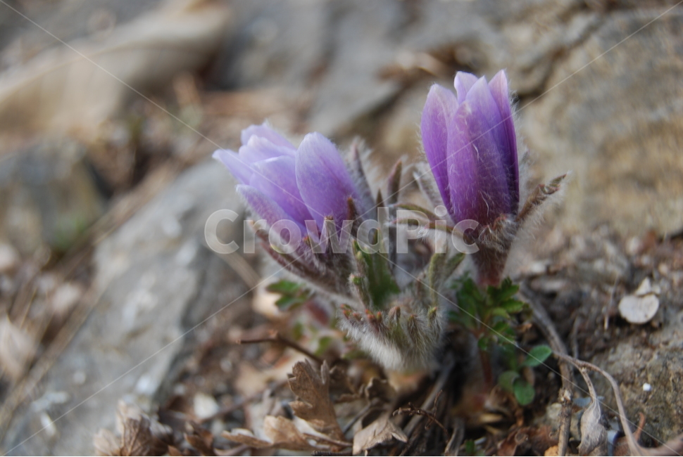 동강,할미꽃,자연,봄,공원,봄,계절,spring,season,식물,자연,plants,nature,꽃,flower,plant,blossom,crocus,크로커스