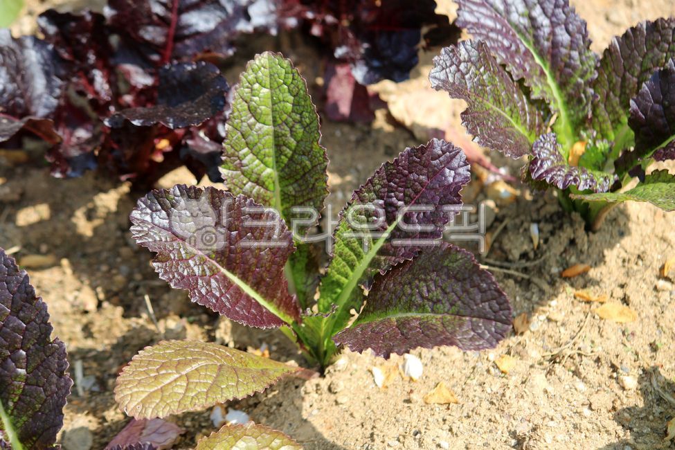 식물, plant, 채소, leaf, 적겨자, 사진,이미지,일러스트,캘리그라피 - benjamin작가
