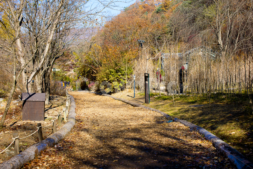 가을,숲,자연,나무,산책로