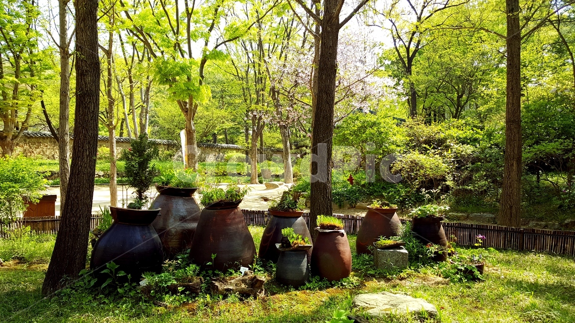 한국민속촌,자연,항아리,식물,nature