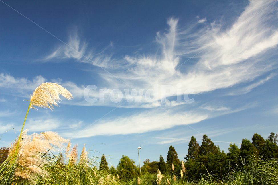 팜파스,하늘,구름,태안,가을,grass,잔디,plant,식물,tree,나무,가을,계절,fall,autumn,season,자연,풍경,nature,landscape