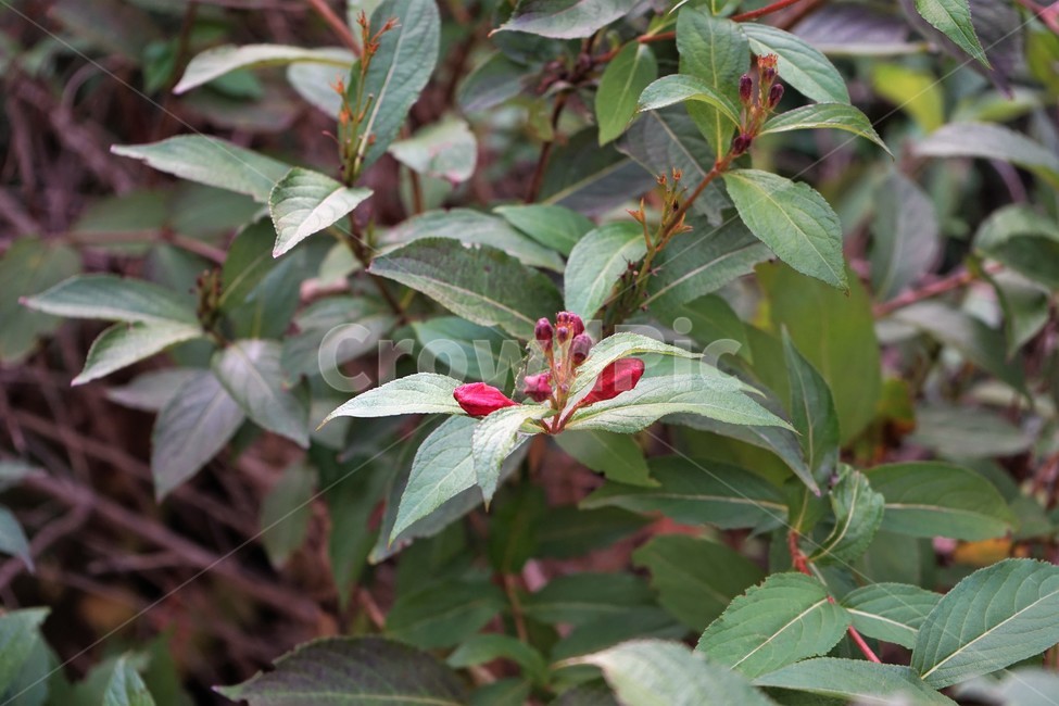 붉은병꽃나무,식물,나무,꽃,자연,weigelaflorida,plant,nature,tree,blossom,beautiful,flower,식물,자연,plants,nature,꽃,flower