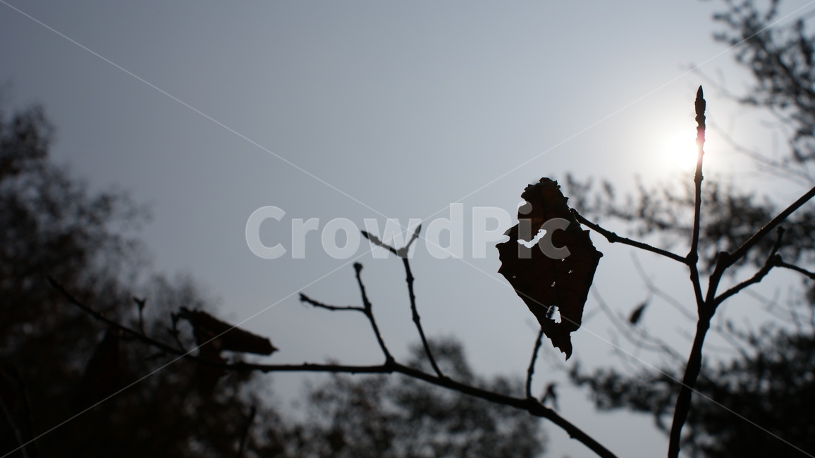 가을,낙엽,fall,fallenleaves,leaf,가을,계절,fall,autumn,season,식물,자연,plants,nature