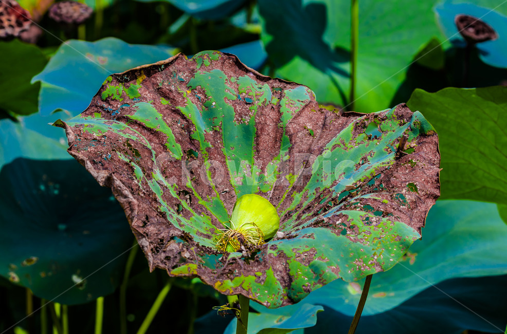 연,습지,관곡지,연잎,자연,식물,연밥,식물,자연,plants,nature