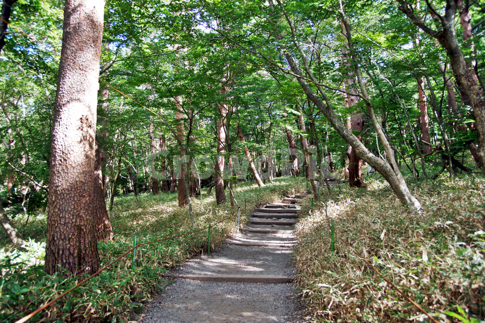 탐방로,등산로,영실,영실코스,한라산,제주도,조릿대,자연,풍경,nature,landscape