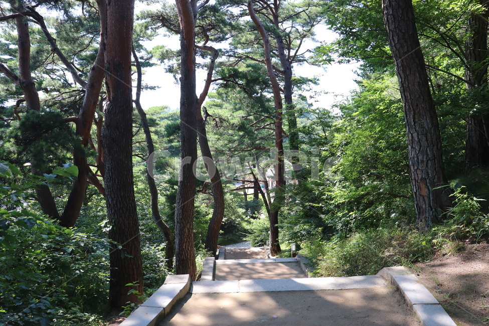숲,자연,나무,배경,숲길,녹색,garden,정원,옥외,background