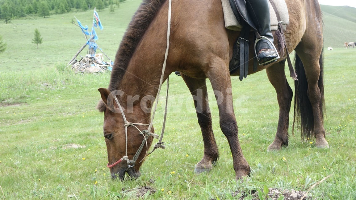 말,horse,grass,풀밭,animal,green,초록,몽골,초원,초식동물