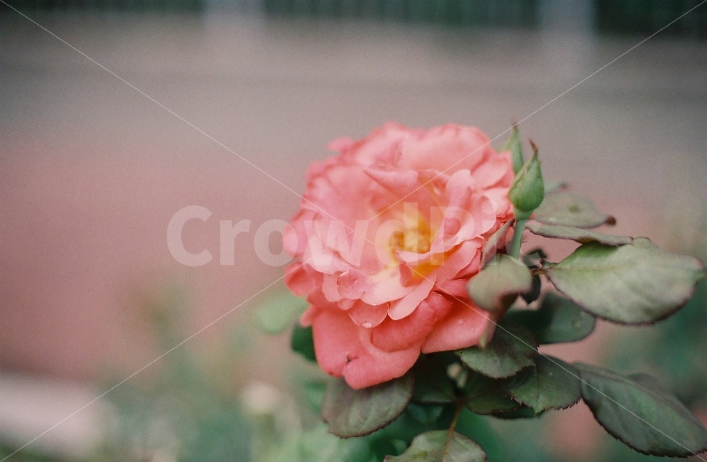 꽃,들꽃,장미,자연,필름카메라,식물,자연,plants,nature,꽃,flower,감성,sensible,feeling