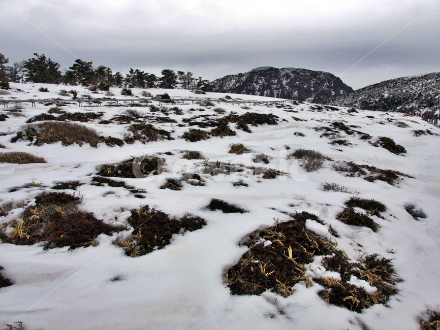 어리목,제주도,한라산,설경,겨울,설화,겨울산,눈,겨울,계절,winter,season,자연,풍경,nature,landscape,outdoors,옥외