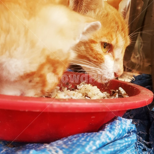 고양이,밥,눈,먹이,길고양이