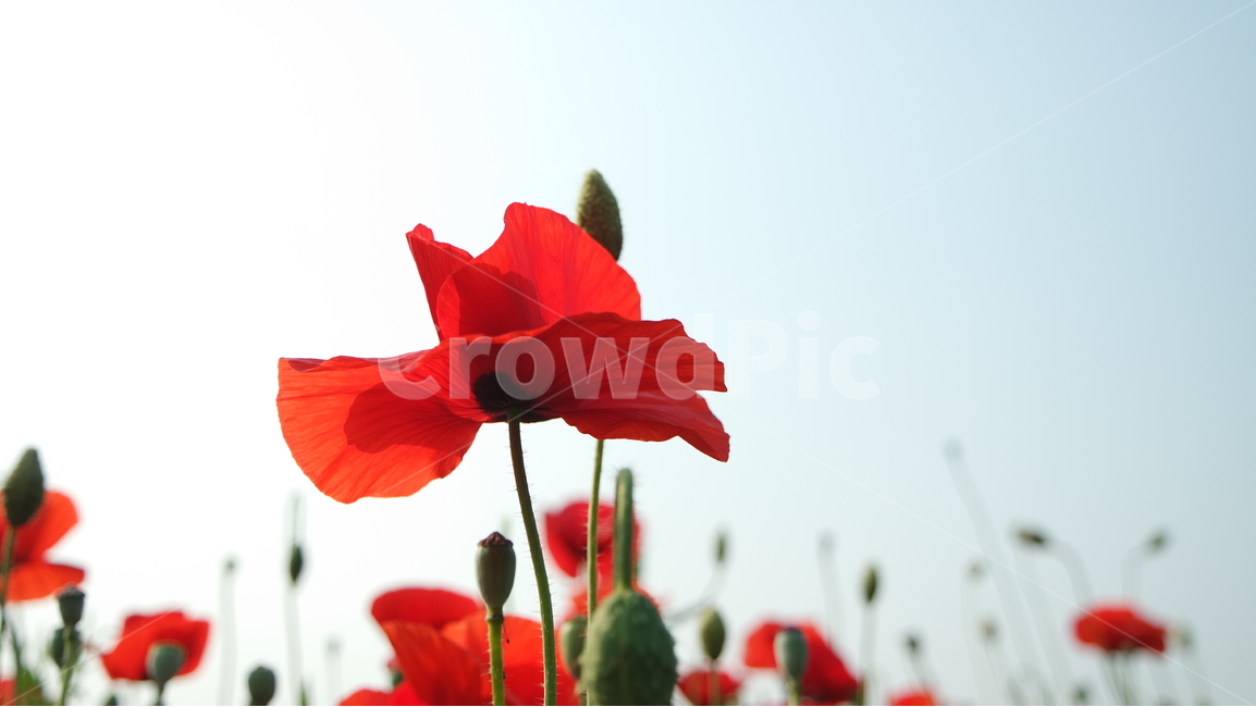 양귀비,양귀비꽃,꽃축제,꽃,꽃사진,식물,자연,plants,nature,꽃,flower