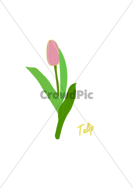 튤립일러스트,감성일러스트,일러스트그림,꽃일러스트,plant,식물,flower,blossom,꽃,튤립,일러스트굿즈,그래픽,일러스트레이션,graphic,illustration