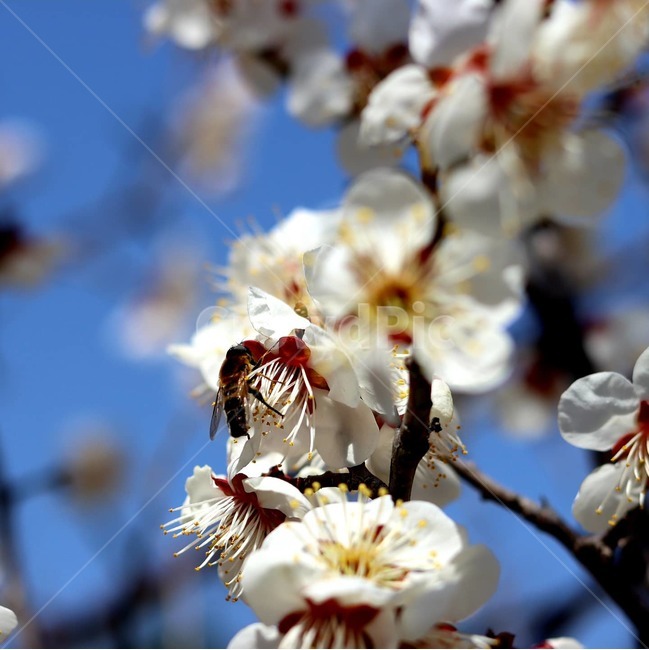 화분,꿀벌,pollen,plant,매화꽃