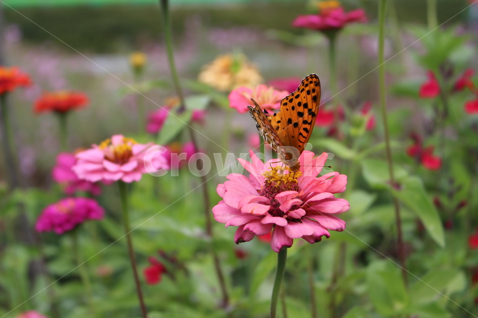 꽃,나비,곤충,백일홍,자연,식물,자연,plants,nature,꽃,flower,곤충,벌레,insect,bug
