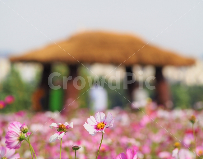 코스모스,cosmos,가을,꽃,flower,구리,구리한강시민공원,구리시,가을꽃,가을사진,꽃사진,가을,계절,fall,autumn,season,식물,자연,plants,nature,꽃,flower,plant,blossom,daisy,데이지,daisies