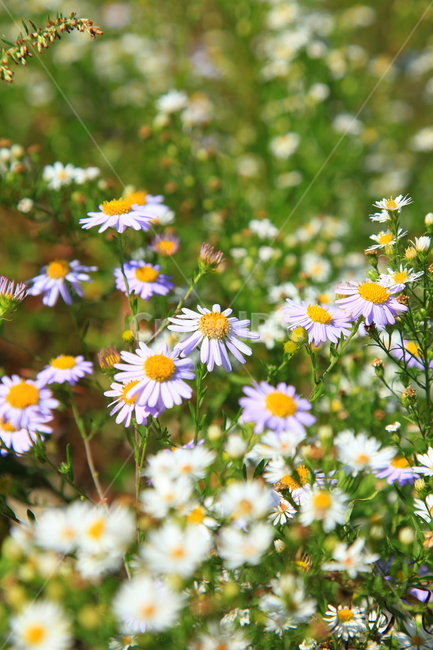 들국화,가을,꽃,가을꽃,배경,자연,가을,계절,fall,autumn,season,식물,자연,plants,nature,꽃,flower,plant,daisies,데이지,blossom,daisy