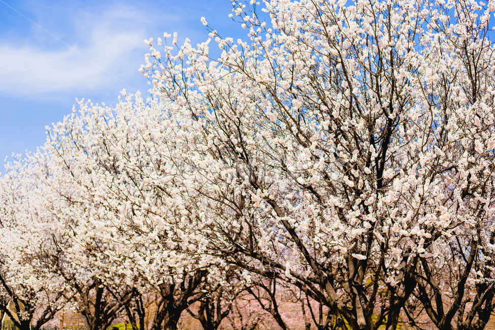 벚꽃,꽃놀이,서울숲,소풍,꽃,봄,계절,spring,season,자연,풍경,nature,landscape,plant,식물,flower,blossom