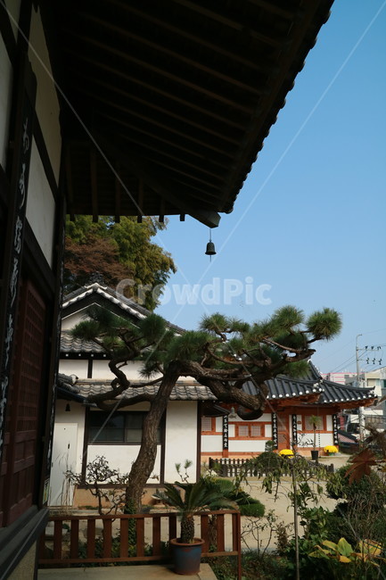 풍경,사찰,한옥,일식건물,목재사찰,소나무