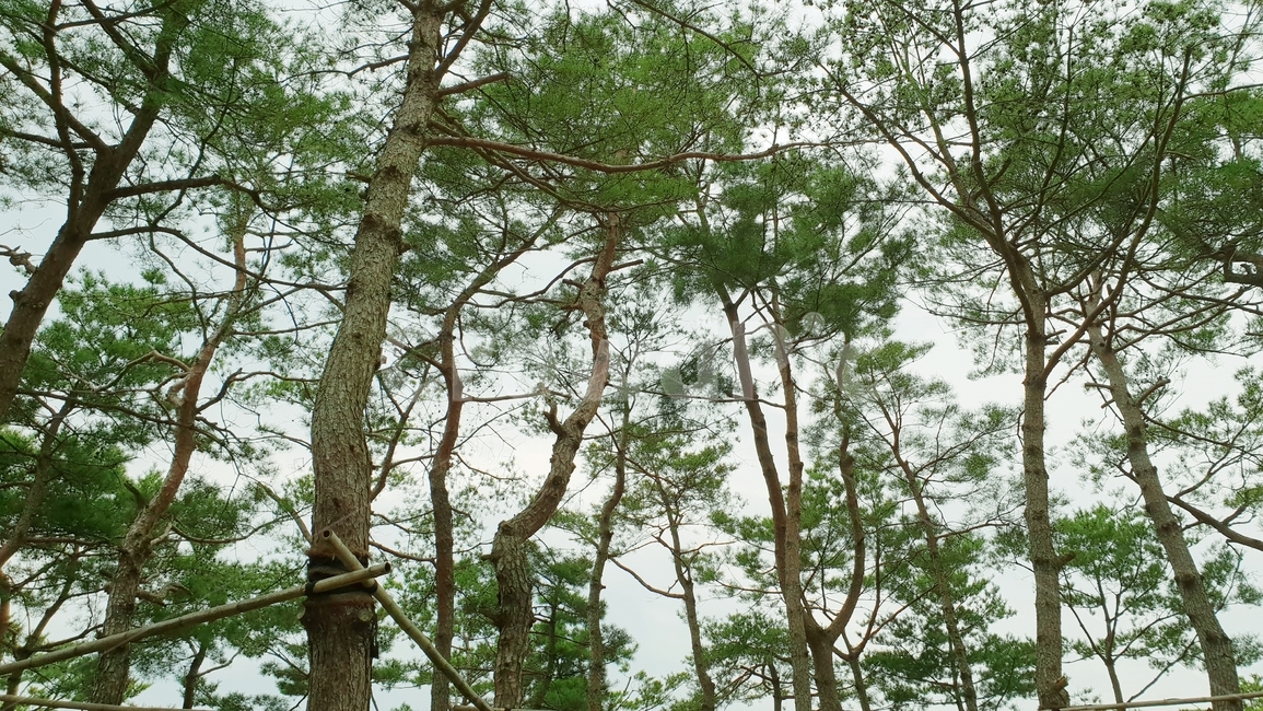 소나무,소나무숲,초록,그린,식물,자연,nature,plant,green,식물,자연,plants,nature,나무,trees,wood