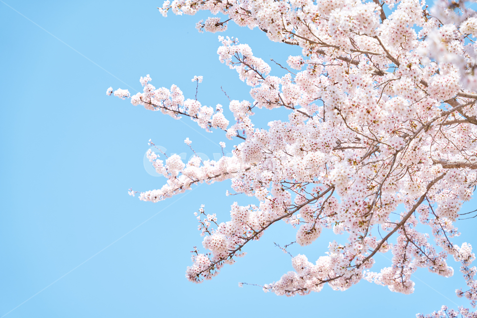flower,식물,꽃,blossom,cherry,나들이,봄,spring,포근