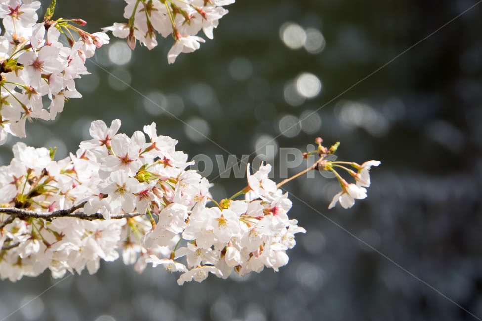 봄,벚꽃,식물,자연,근접촬영,울산,무거천,나무,봄,계절,spring,season,식물,자연,plants,nature,꽃,flower,plant,blossom