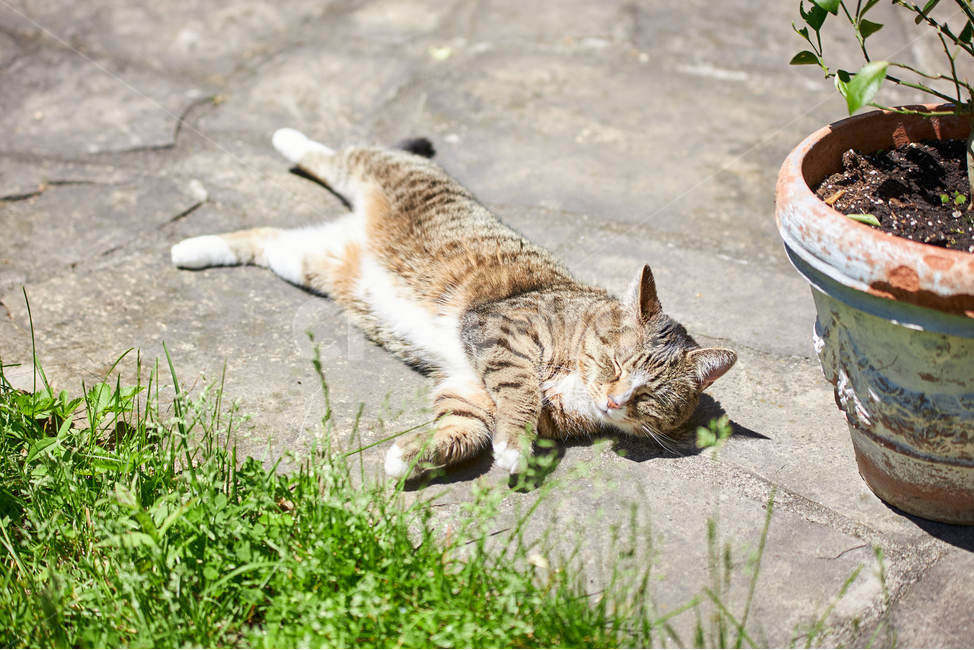 동물,animal,고양이,cat,kitten,포유류,애완동물,반려동물,애완묘,pet,믹스묘,산책냥이,동물,animal,포유류,mammal,고양이,cat,kitten,kitty
