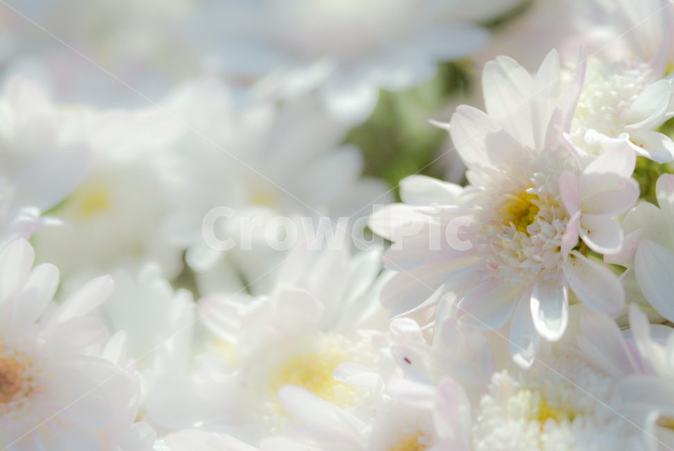 꽃,국화,흰색,소프트,자연,식물,자연,plants,nature,꽃,flower