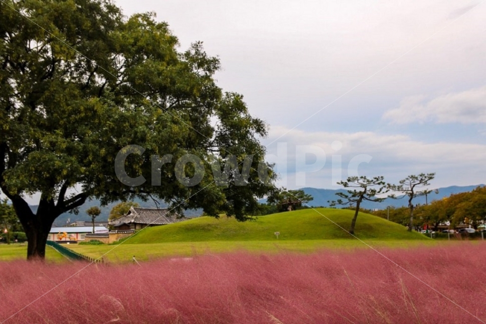 경주여행,핑크뮬리,가을사진,풍경사진,여행사진,자연,풍경,nature,landscape,한국자연풍경,한국자연경관,korea nature landscape,한국전통,한국문화,korean traditional,korean culture,식물,plants,나무,trees,wood,색깔,색상,색채,색감,color sense,color sensitivity,feeling of color,field,들,outdoors,옥외,golf course,골프 코스