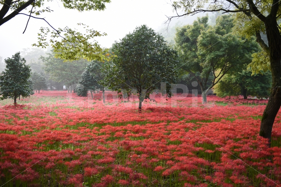 상사화,영광,불갑사,꽃무릇,가을,꽃,자연,풍경,nature,landscape,plant,식물