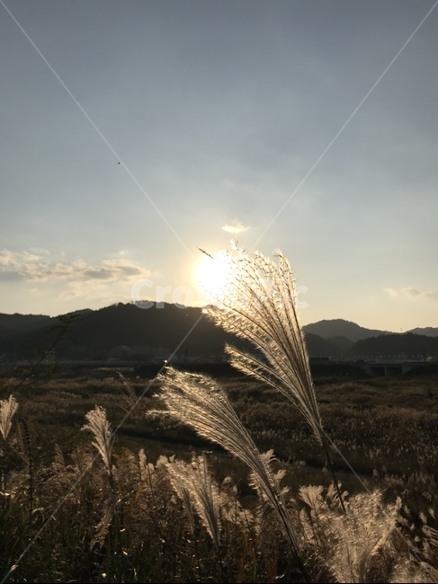 가을,따뜻,갈대,빛,풍경